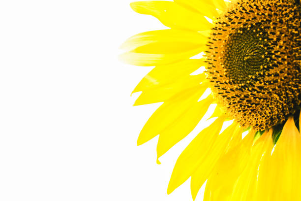 istock Sunflower isolated on white background with copy space for your text. 1742329808