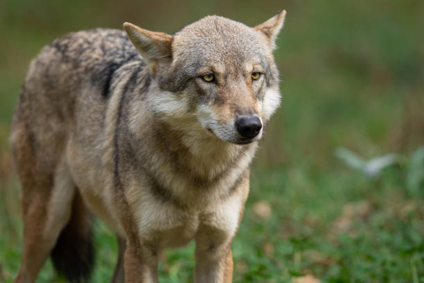istock A European gray wolf is in the forest in autumn 1742333472