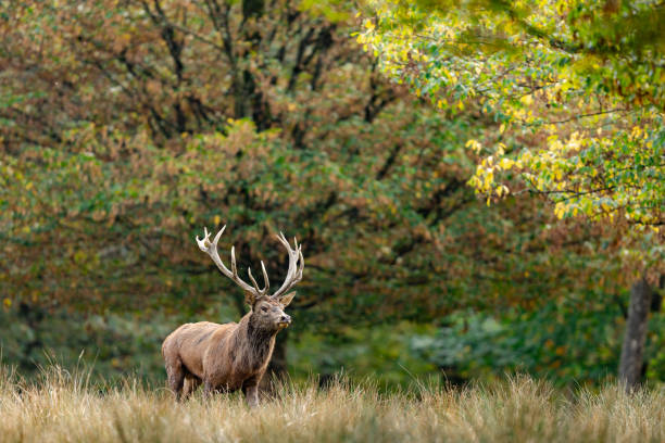 istock A red deer walks in the forest 1742333731