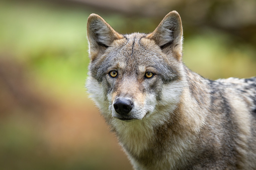 Portrait of a beautiful canadian timberwolf.