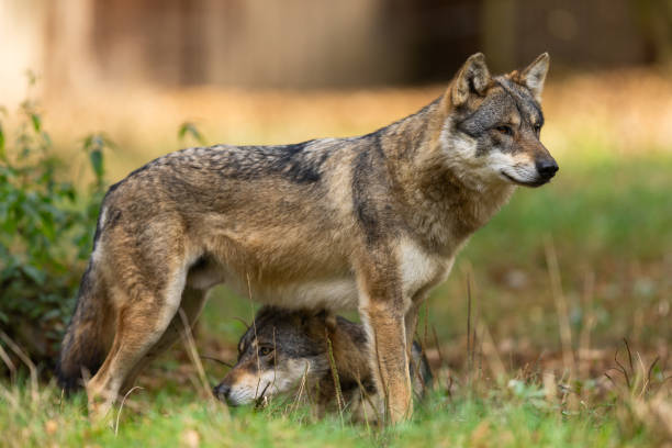 istock A European gray wolf is in the forest in autumn 1742333792