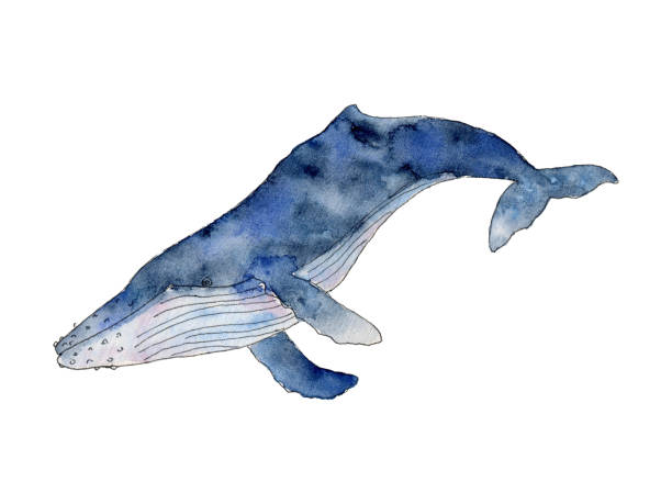 istock Watercolor blue whale. Hand drawn humpback cetaceans fish, Underwater animal line art illustration. Graphic for nursery, wall sticker, card, fabric 1742333796