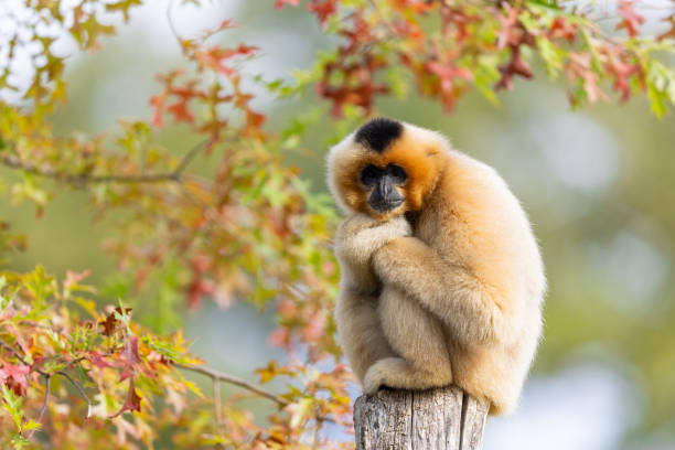 a gibbon rests in a tree - hayvan temaları lar stok fotoğraflar ve resimler