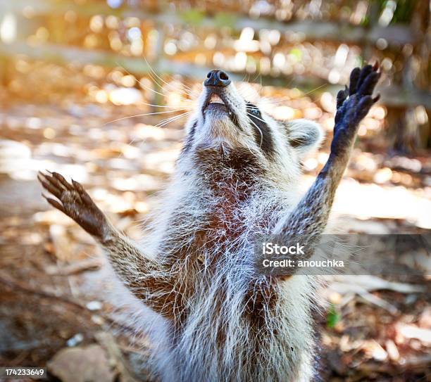 Photo libre de droit de Raton Laveur Mendier De La Nourriture banque d'images et plus d'images libres de droit de Animal femelle - Animal femelle, Animaux à l'état sauvage, Arbre