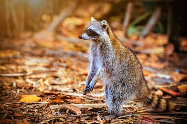 Raccoon (Procyon lotor), and also known as the common raccoon,  North American raccoon,  northern raccoon and colloquially as coon,  is a medium-sized mammal native to North America. Young animal in a holloiw tree cavity.