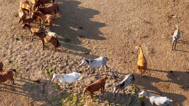 AERIAL Drone Shot Of Horses Grazing In Ranch On Sunny Day In Countryside