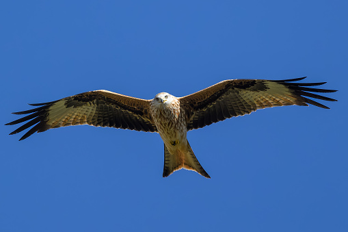 the red kite flying in the Guadarrama mountain range