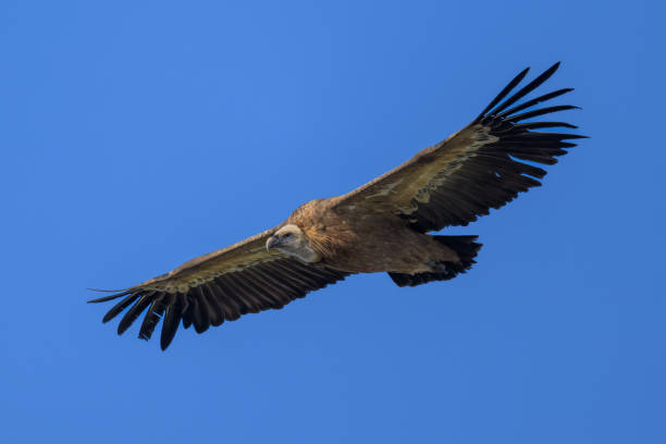 the griffon vulture - griffon vulture imagens e fotografias de stock