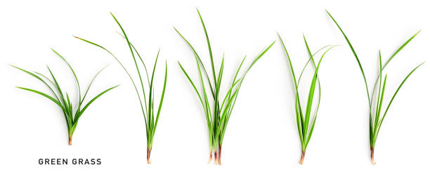 Green grass collection. Sedge blades isolated on white background
