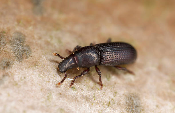 istock Wood living weevil, extreme close-up with high magnification 174235686