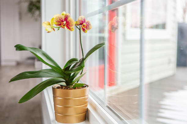 Indoor moth orchid on window sill
