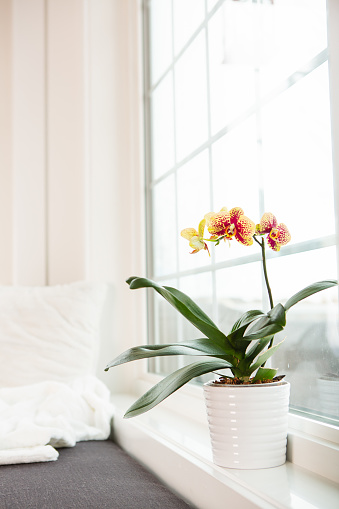 Yellow/red Phalaenopsis orchid in gold flower pot in front of window at home