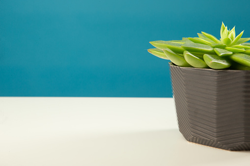 Front view succulent plant in dark grey  ceramic pot on white table against blue background