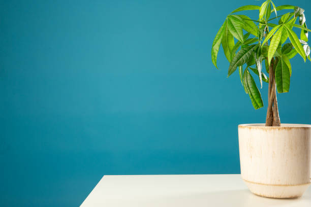 istock Indoor lucky money tree against blue background 1742364636