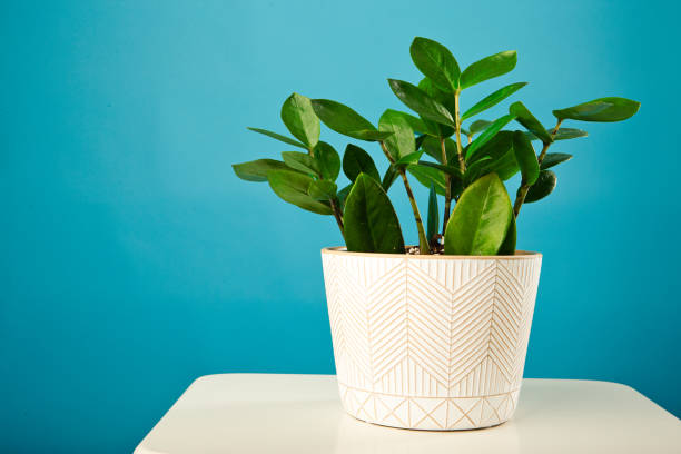 istock ZZ plant againt blue background 1742365164