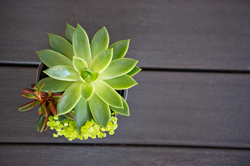Above view Assorted succulent in grey ceramic pots on hardwood background