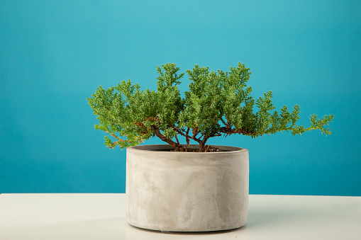 Small juniper bonsai in ceramic pot on white table with blue background