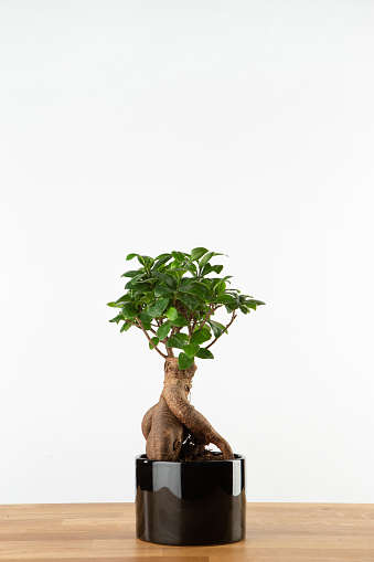 Small ginseng bonsai in black ceramic pot on wooden table against white wall