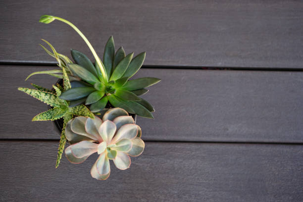Above view Assorted succulent in grey ceramic pots on hardwood background