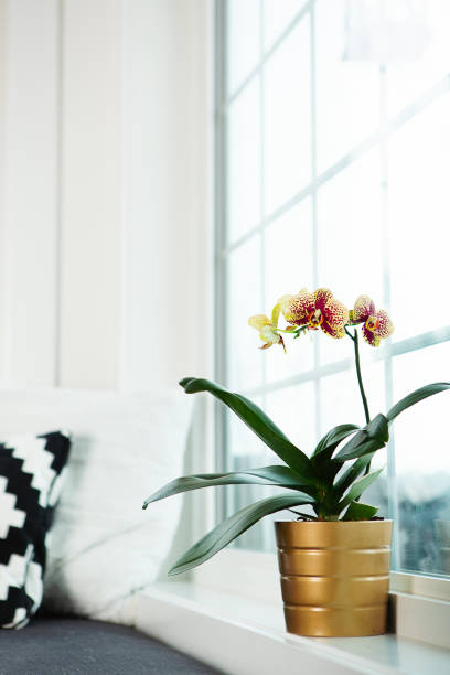 istock Indoor moth orchid on window sill 1742365830
