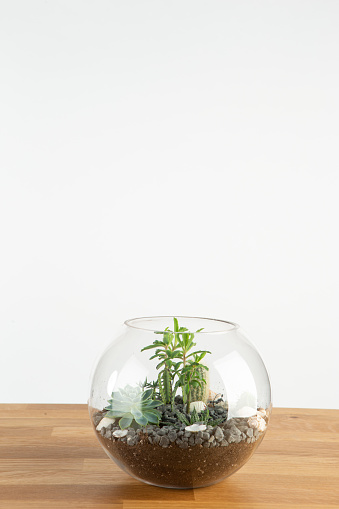 Variety of succulent in arrangement in round glass vase globe on wooden table against white wall