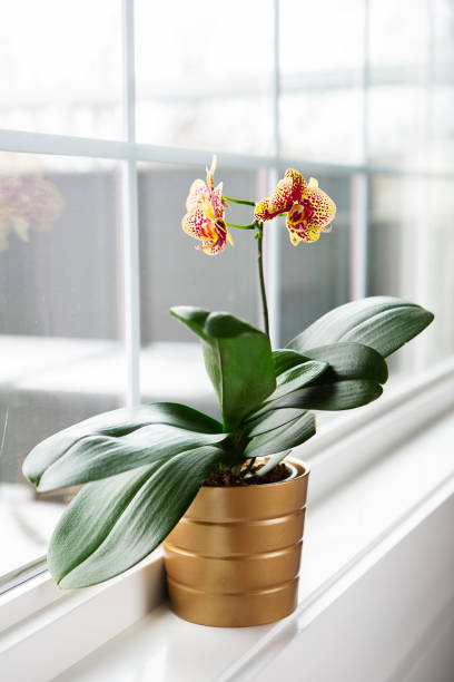 istock Indoor moth orchid on window sill 1742367587
