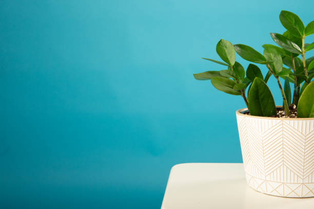 istock ZZ plant againt blue background 1742367608