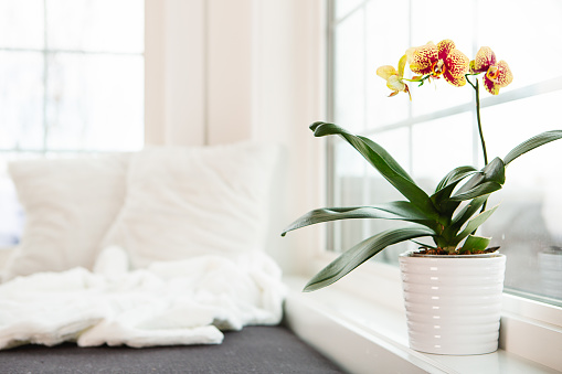 Yellow/red Phalaenopsis orchid in gold flower pot in front of window at home