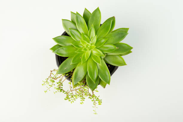 istock Above view succulent plant on white background 1742368731