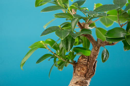 Small ginseng bonsai against blue background