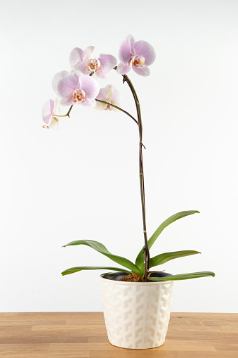 Pink Phalaenopsis orchid in white ceramic pot on wooden table against white background