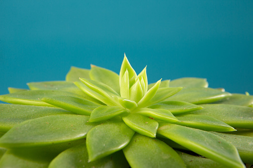 Close up succulent plant against blue background