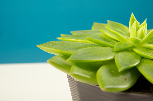 Front view succulent plant in dark grey  ceramic pot on white table against blue background