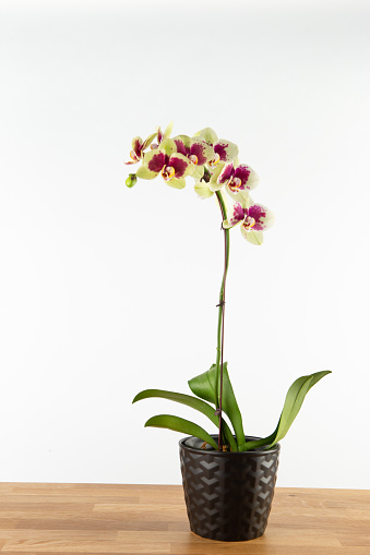 Green and purple Phalaenopsis orchid in black ceramic pot on wooden table against white background