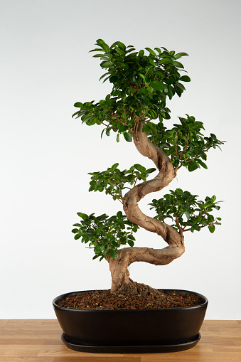 Big ginseng bonsai plant in black ceramic pot on wooden table against white wall