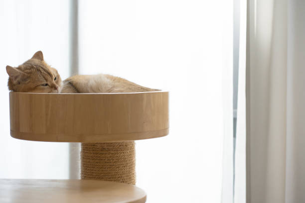 istock cat care concept with gold british cat during sleep 1742369888