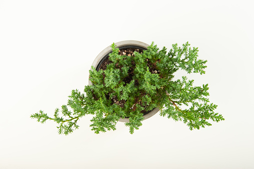 Above view of Small juniper bonsai in ceramic pot on white table