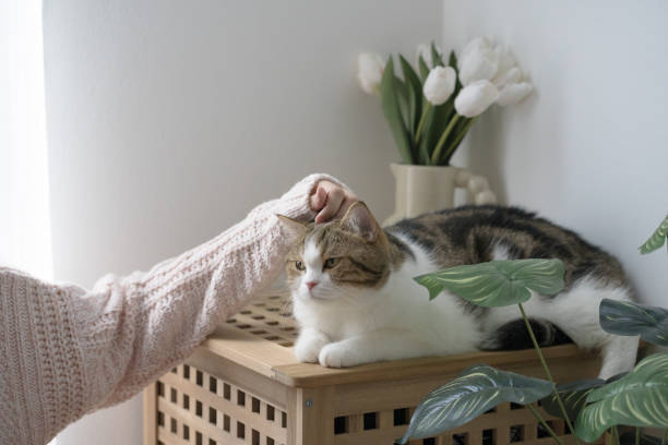 istock cat care concept with scottish tabby cat during play with owner finger 1742371405