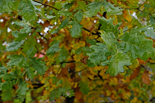 Close-up of many green leaves of an English Oak tree (Quercus robor), as it comes into full leaf in midsummer in central England