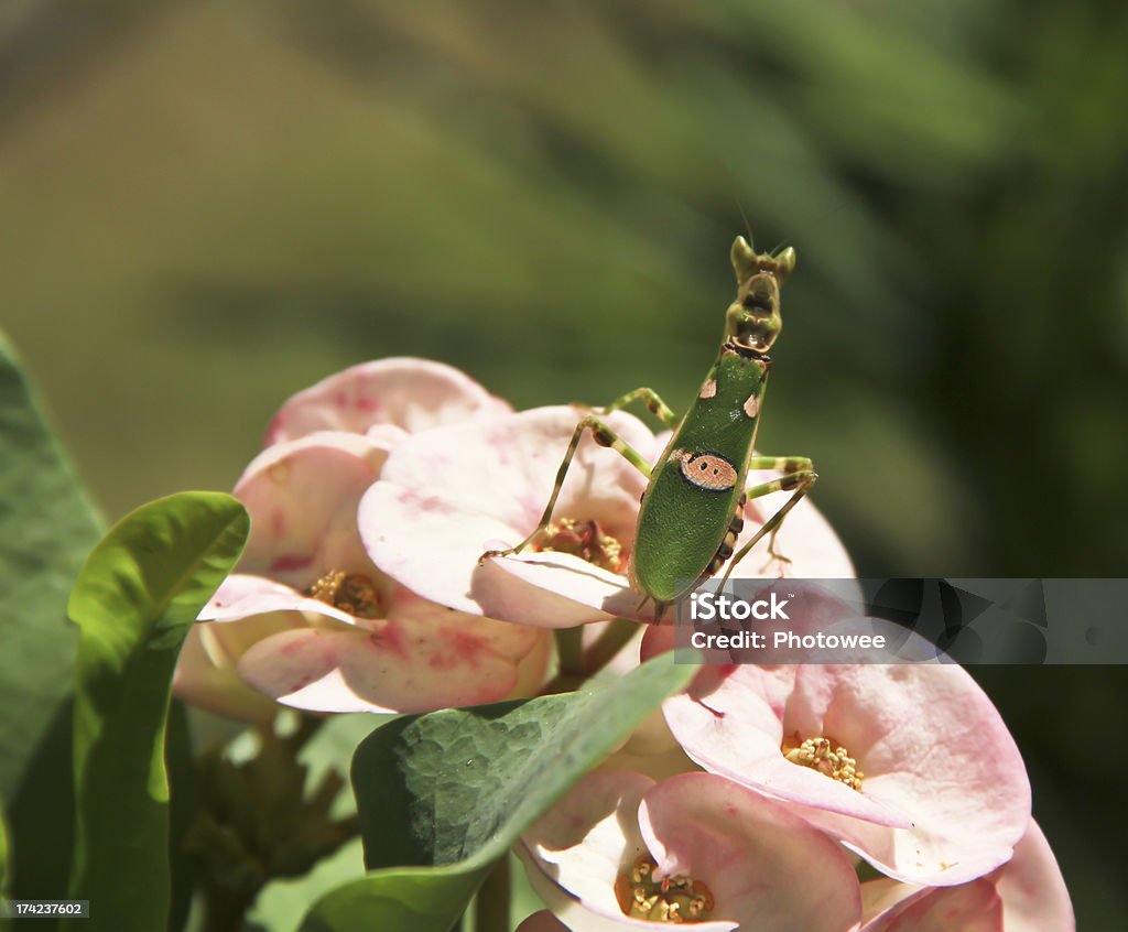 キリギリスにピンクの花 - キリギリスのロイヤリティフリーストックフォト