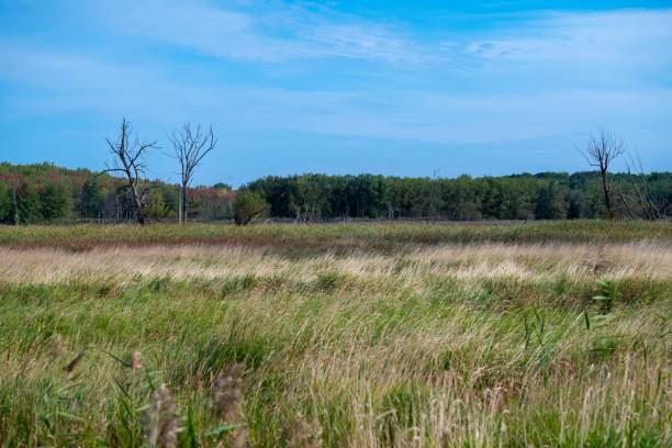 istock grassy area with woods, trees and blue sky in the background 1742376897