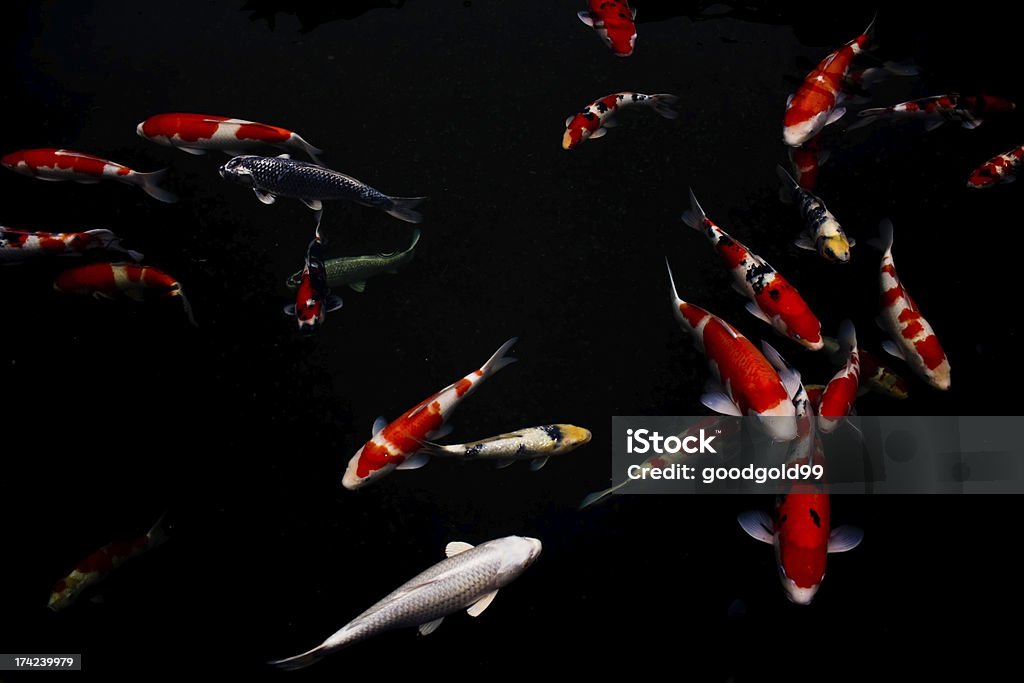 Karp ryb - Zbiór zdjęć royalty-free (Bez ludzi)