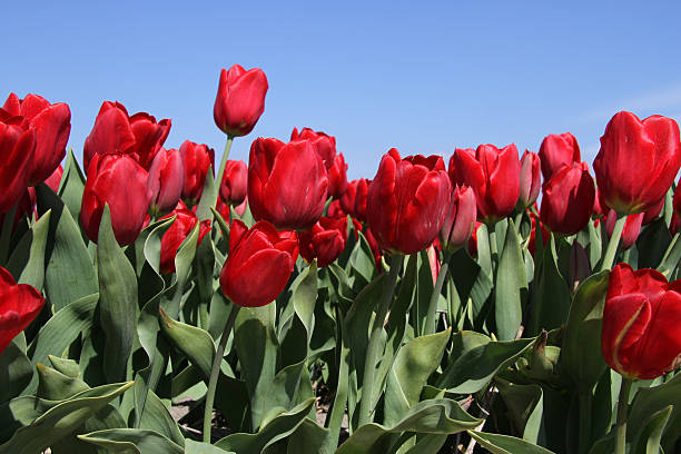 Bright red tulips at Keukenhof gardens in The Netherlands stock photo