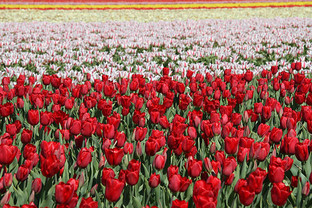 Tulip field at Keukenhof gardens in The Netherlands stock photo