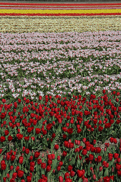 Multicolored flower field at Keukenhof gardens in The Netherlands stock photo