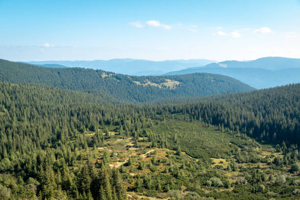 istock Beautiful view on forested with spruce trees mountains 1742401412