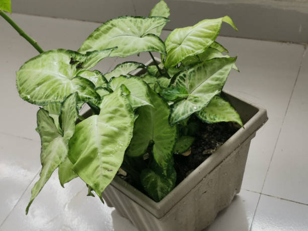 istock Home gardening with Croton plant 1742401833