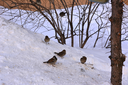 group of sparrows sitting on the snow