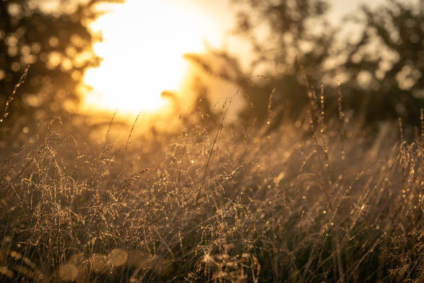 istock Beautiful sunrise over a summer meadow 1742402095