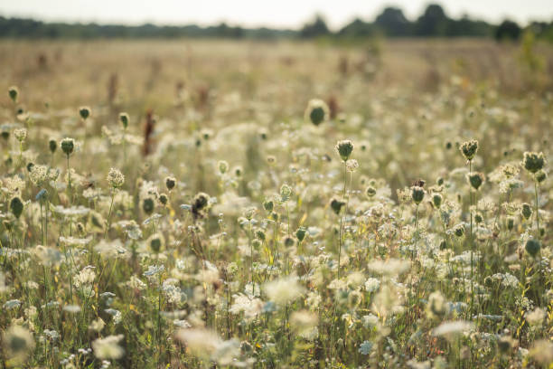 istock Wild carrot flowers in a field on a sunny day 1742402107